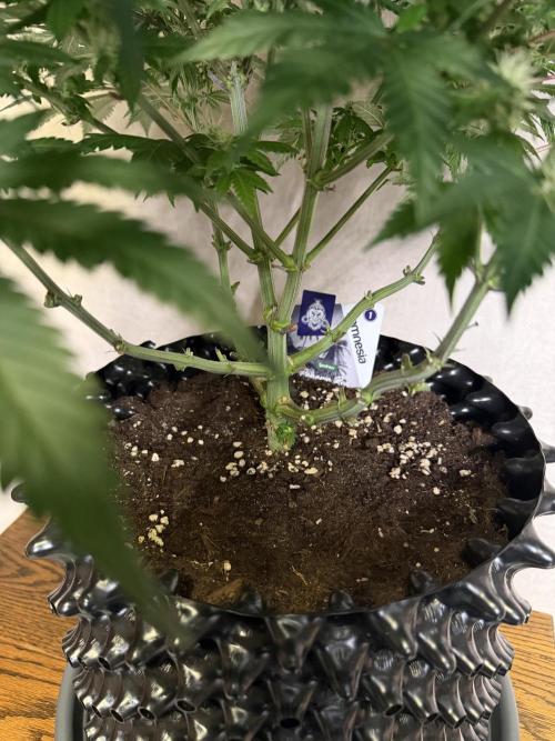 Zamnesia Landrace Pack - Panama Red. Week 10