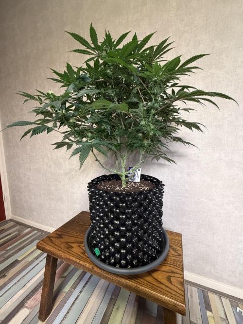 Zamnesia Landrace Pack - Panama Red. Week 10