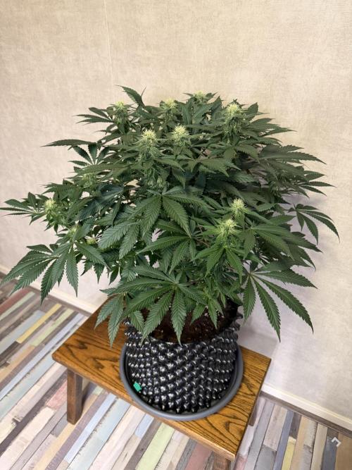 Zamnesia Landrace Pack - Panama Red. Week 10