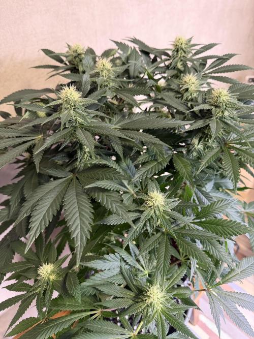 Zamnesia Landrace Pack - Panama Red. Week 10