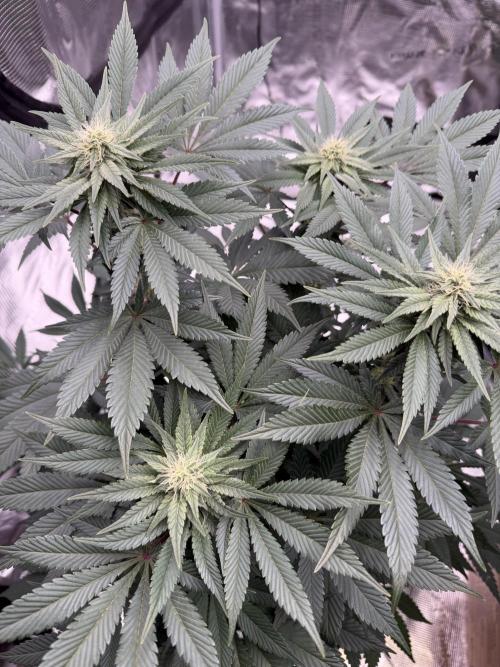 Zamnesia Landrace Pack - Colombian Gold. Week 10