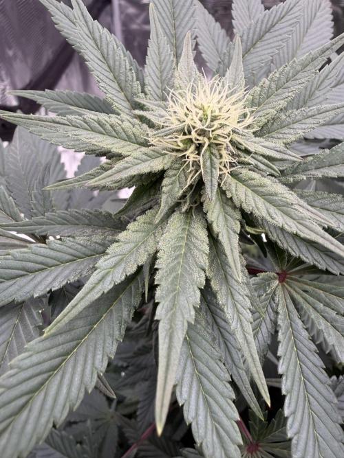 Zamnesia Landrace Pack - Colombian Gold. Week 10