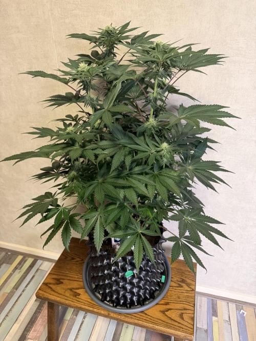 Zamnesia Landrace Pack - Colombian Gold. Week 10