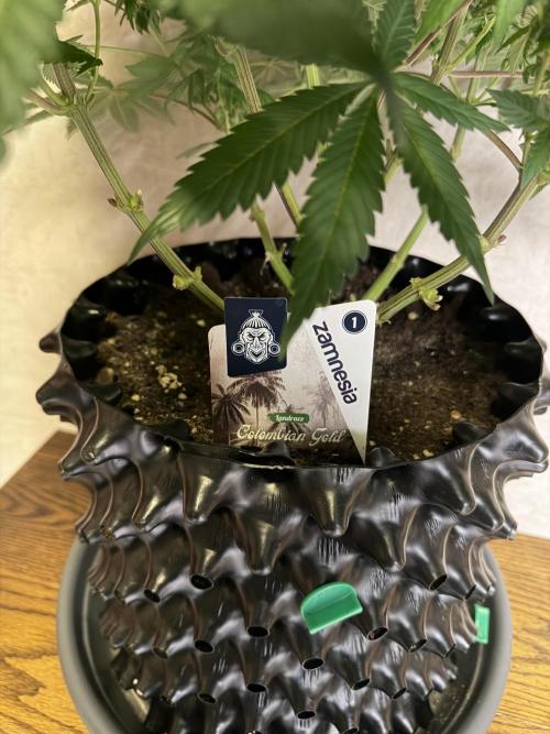 Zamnesia Landrace Pack - Colombian Gold. Week 10