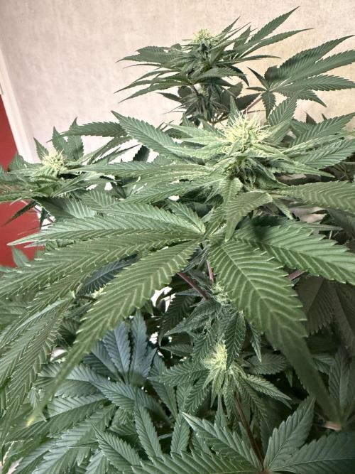 Zamnesia Landrace Pack - Colombian Gold. Week 10