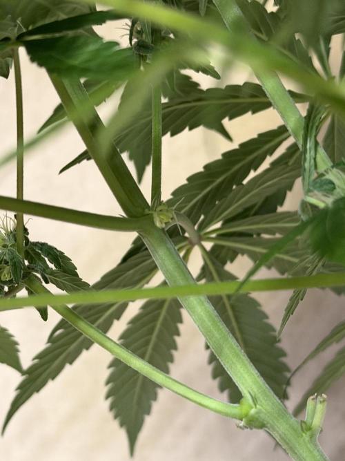 Zamnesia Landrace Pack - Lamb's Bread. Week 9