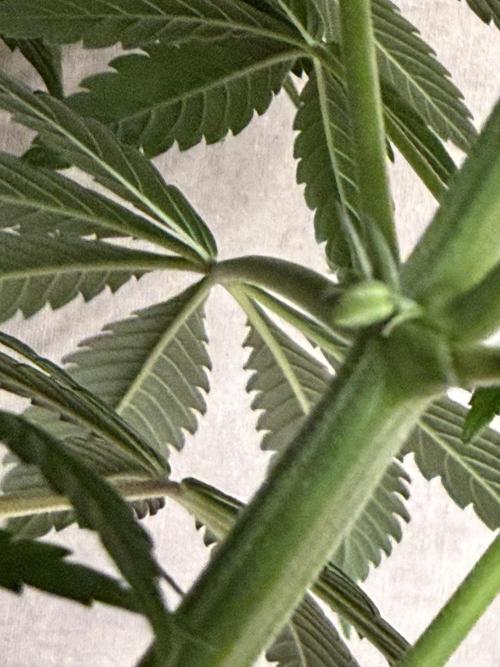 Zamnesia Landrace Pack - Lamb's Bread. Week 9