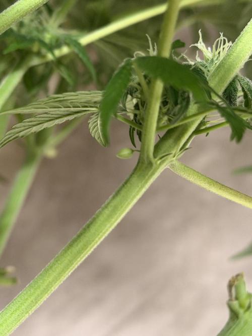 Zamnesia Landrace Pack - Lamb's Bread. Week 9