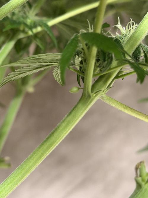 Zamnesia Landrace Pack - Lamb's Bread. Week 9