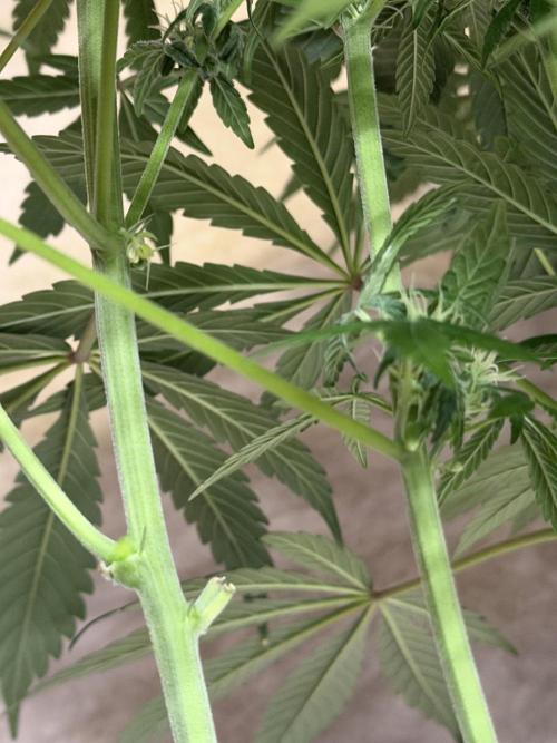 Zamnesia Landrace Pack - Lamb's Bread. Week 9