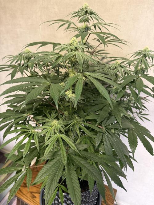 Zamnesia Landrace Pack - Lamb's Bread. Week 9