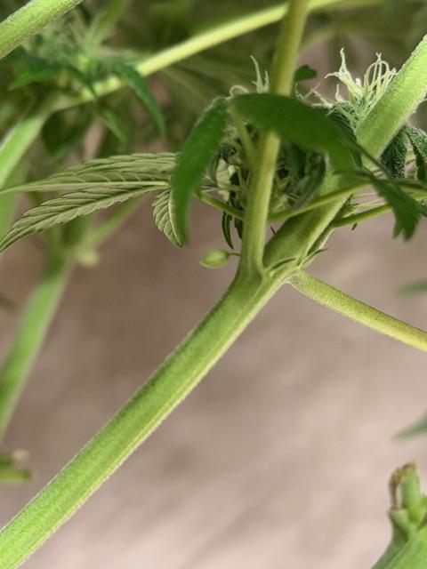 Zamnesia Landrace Pack - Lamb's Bread. Week 10