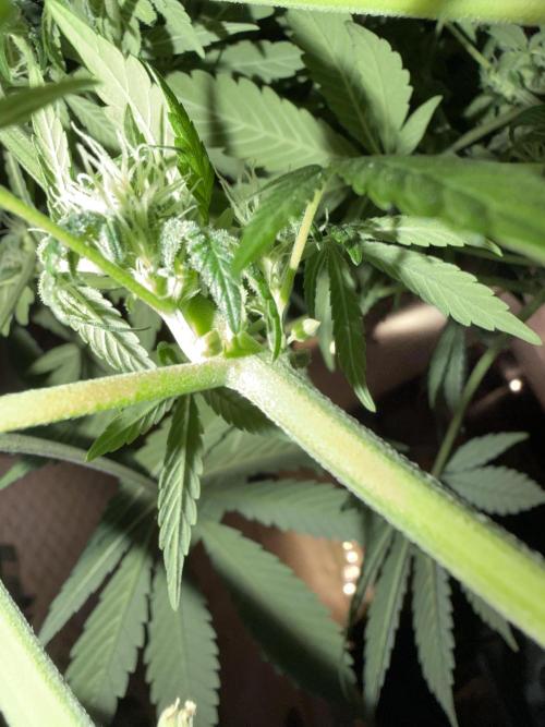 Zamnesia Landrace Pack - Lamb's Bread. Week 10