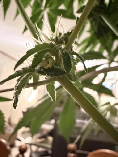 Zamnesia Landrace Pack - Lamb's Bread. Week 10