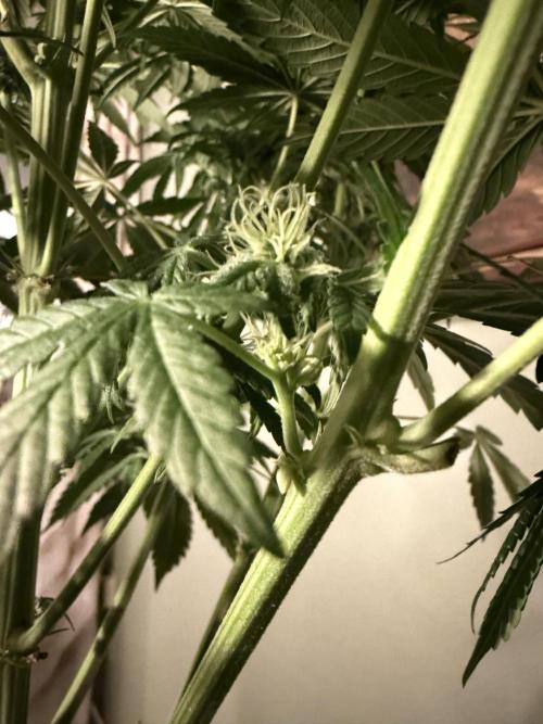 Zamnesia Landrace Pack - Lamb's Bread. Week 10