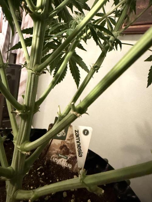 Zamnesia Landrace Pack - Lamb's Bread. Week 10