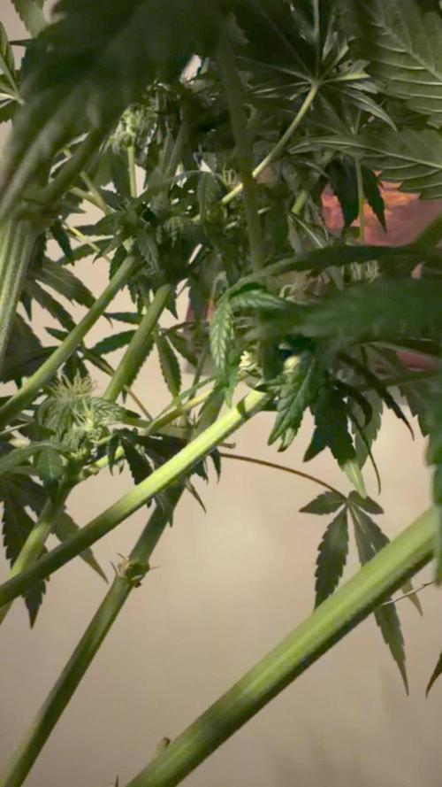 Zamnesia Landrace Pack - Lamb's Bread