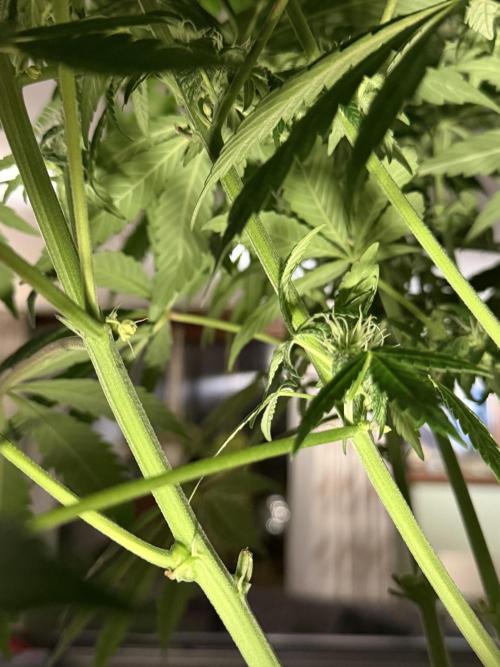 Zamnesia Landrace Pack - Lamb's Bread. Week 10