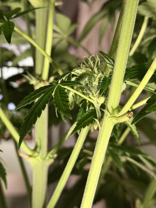 Zamnesia Landrace Pack - Lamb's Bread. Week 10