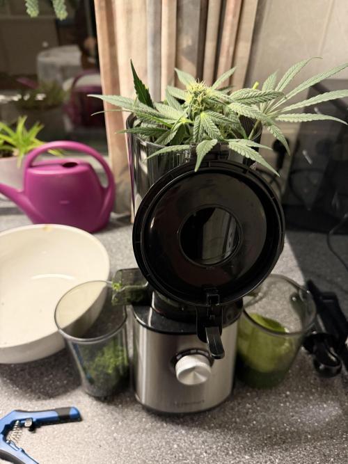 Zamnesia Landrace Pack - Lamb's Bread. Week 10