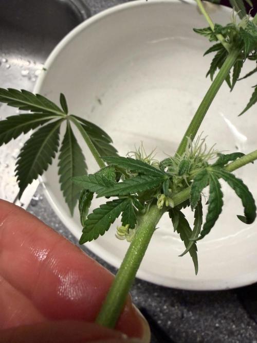 Zamnesia Landrace Pack - Lamb's Bread. Week 10