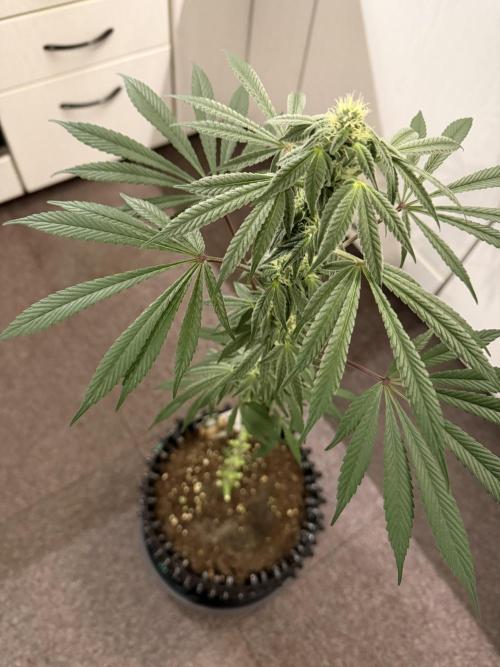 Zamnesia Landrace Pack - Lamb's Bread. Week 10