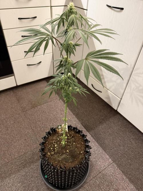 Zamnesia Landrace Pack - Lamb's Bread. Week 10