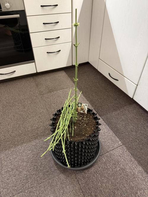 Zamnesia Landrace Pack - Lamb's Bread. Week 10