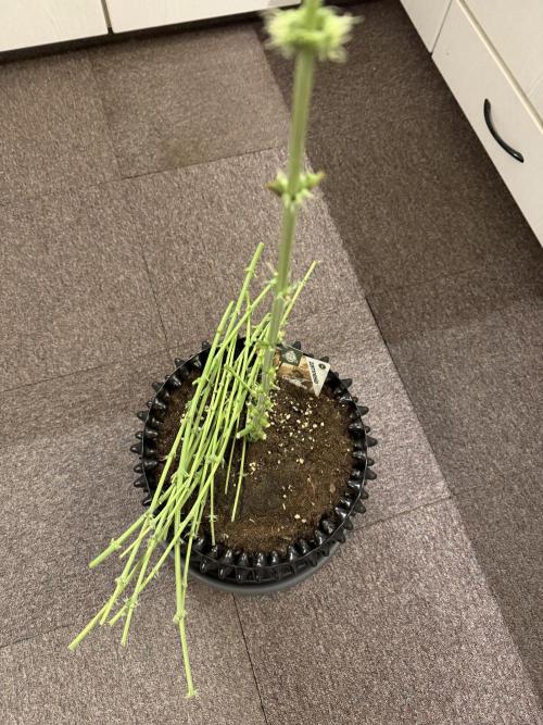 Zamnesia Landrace Pack - Lamb's Bread. Week 10