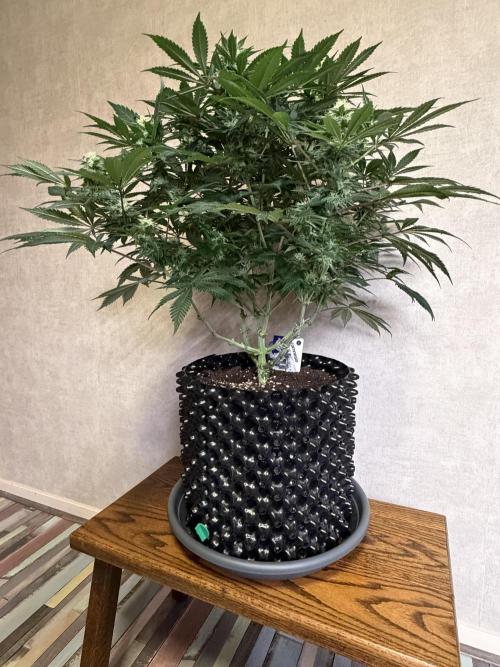 Zamnesia Landrace Pack - Panama Red. Week 11