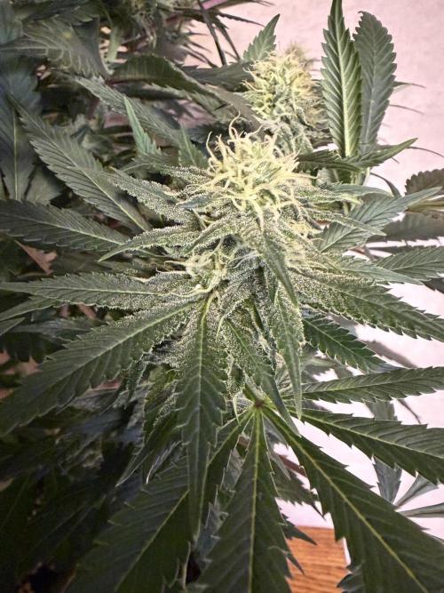 Zamnesia Landrace Pack - Panama Red. Week 11