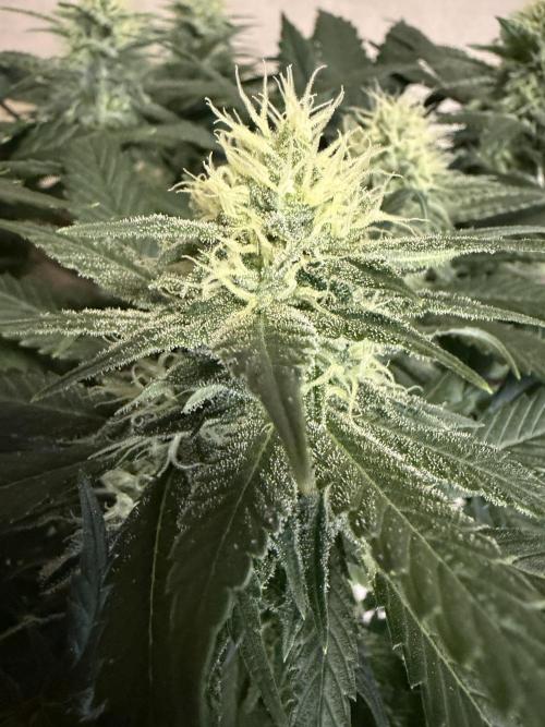 Zamnesia Landrace Pack - Panama Red. Week 11