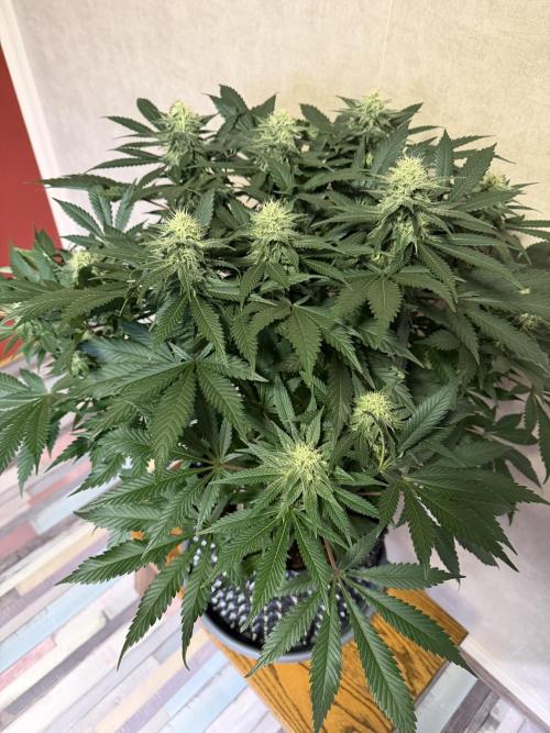 Zamnesia Landrace Pack - Panama Red. Week 11