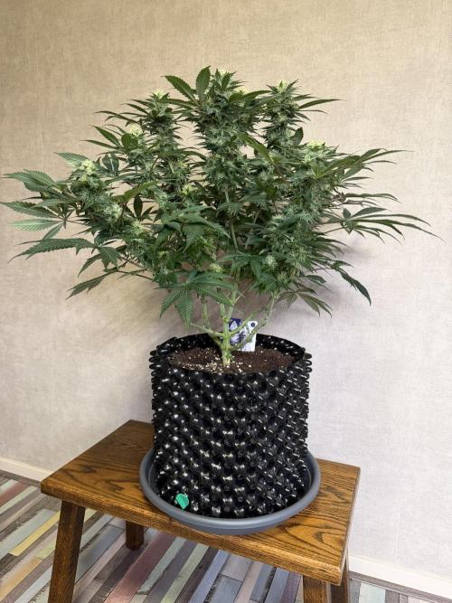 Zamnesia Landrace Pack - Panama Red. Week 11