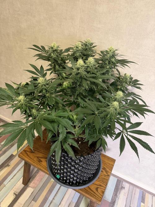 Zamnesia Landrace Pack - Panama Red. Week 11