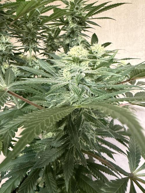 Zamnesia Landrace Pack - Panama Red. Week 11