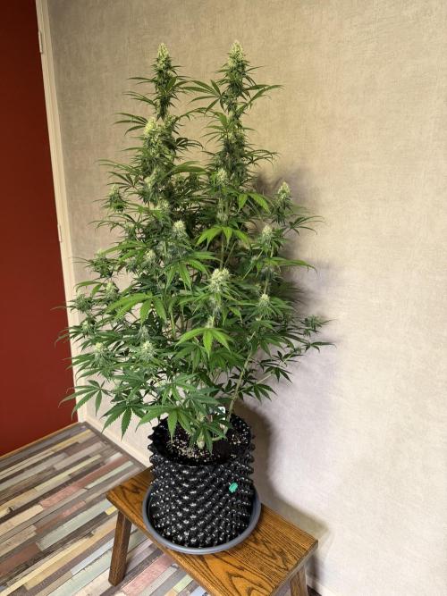 Zamnesia Landrace Pack - Afghani indoor. Week 11