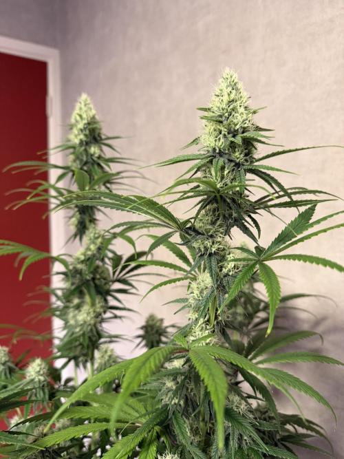 Zamnesia Landrace Pack - Afghani indoor. Week 11