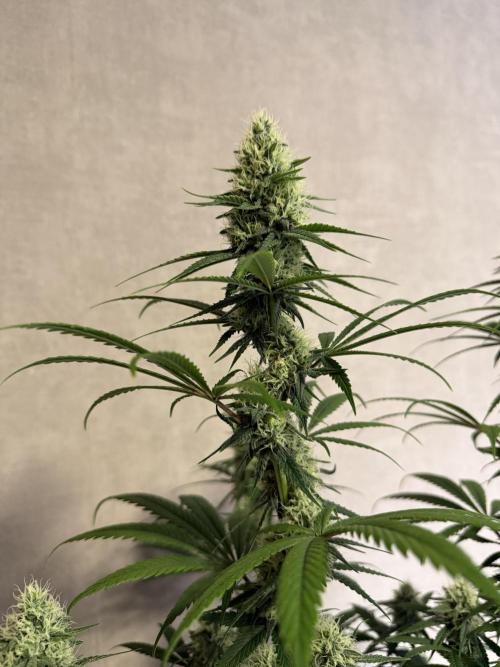 Zamnesia Landrace Pack - Afghani indoor. Week 11