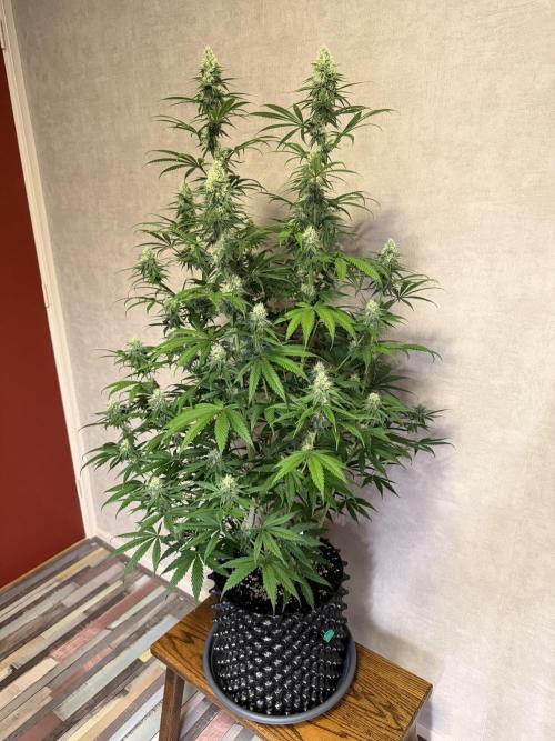 Zamnesia Landrace Pack - Afghani indoor. Week 11