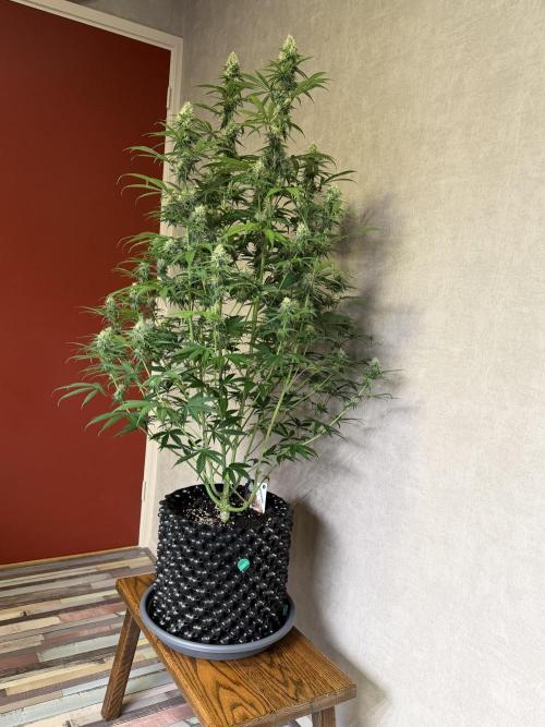 Zamnesia Landrace Pack - Afghani indoor. Week 11