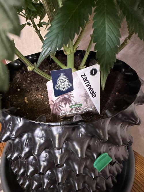 Zamnesia Landrace Pack - Colombian Gold. Week 11