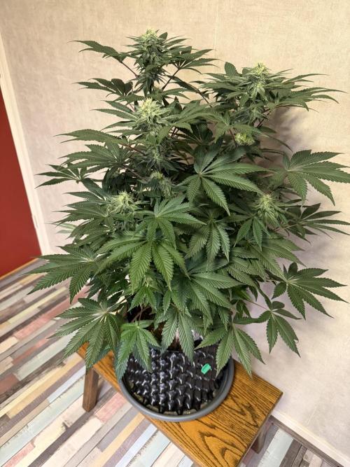 Zamnesia Landrace Pack - Colombian Gold. Week 11