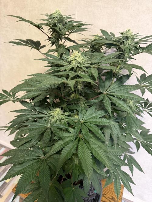 Zamnesia Landrace Pack - Colombian Gold. Week 11