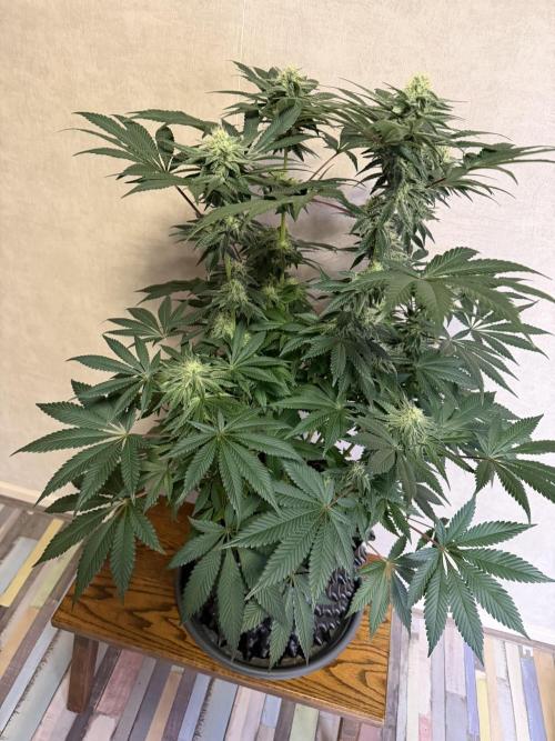 Zamnesia Landrace Pack - Colombian Gold. Week 11