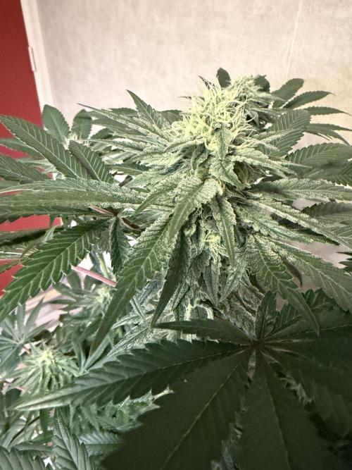 Zamnesia Landrace Pack - Colombian Gold. Week 11