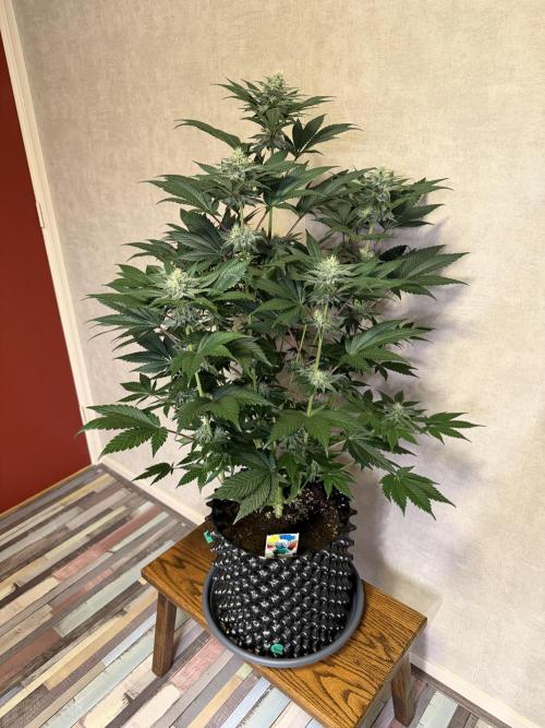 World of Seeds - Burger Kush EV. Week 8