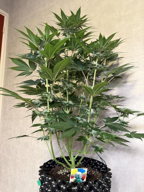 World of Seeds - Burger Kush EV. Week 8