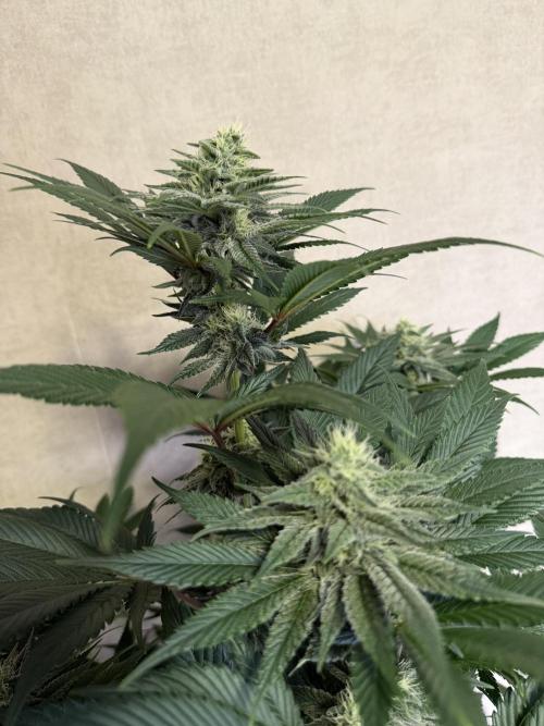 World of Seeds - Burger Kush EV. Week 8