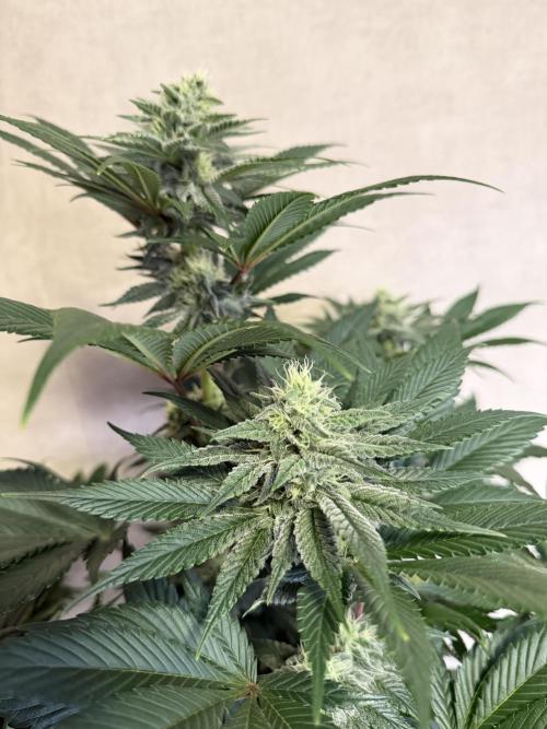 World of Seeds - Burger Kush EV. Week 8